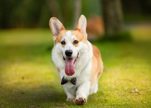 训练狗狗大小便