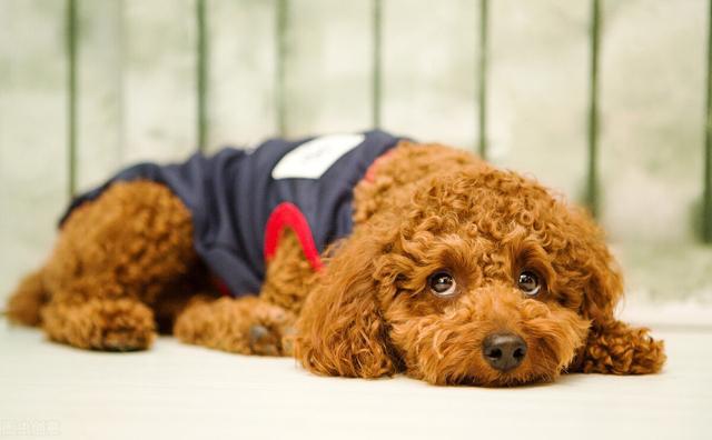 狗狗大小便