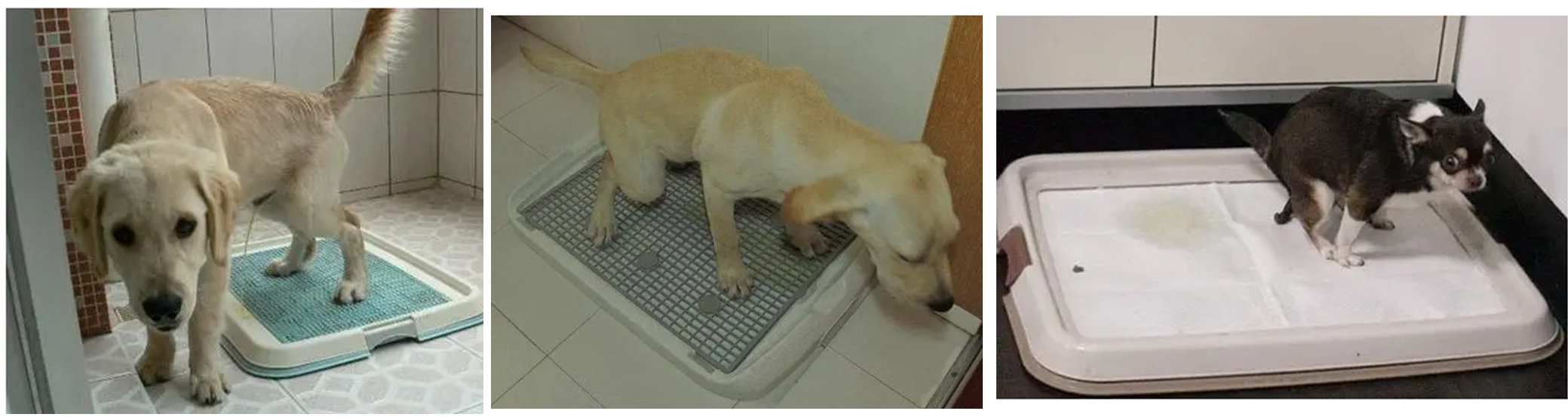 狗狗定点便盆训练