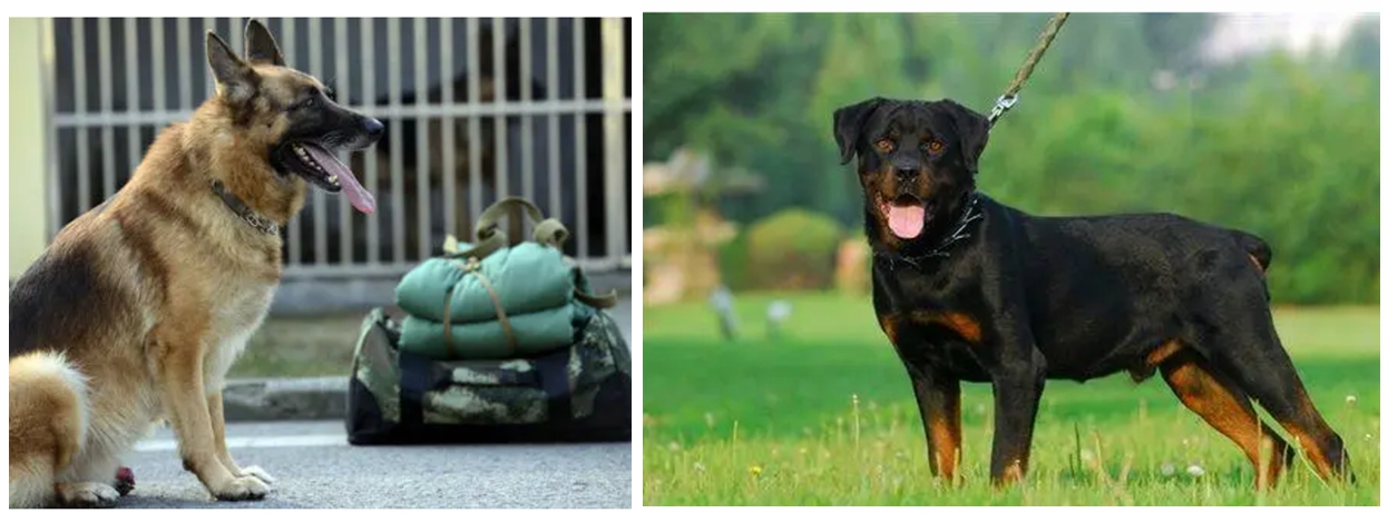 护卫保镖犬训练