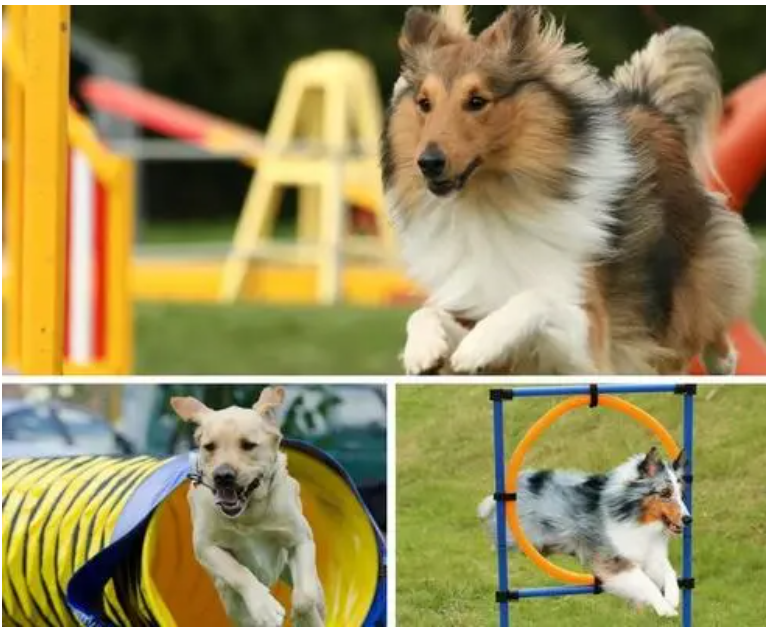 专业表演犬训练