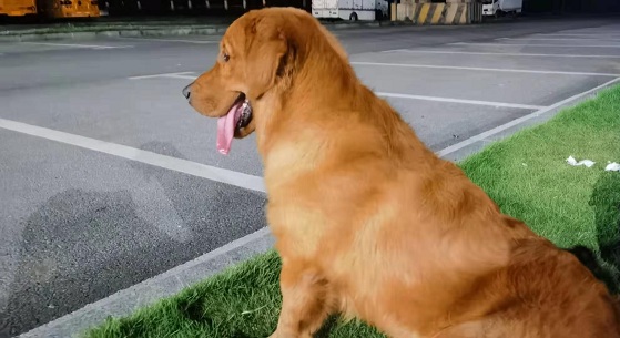 狗狗随地大小便训练