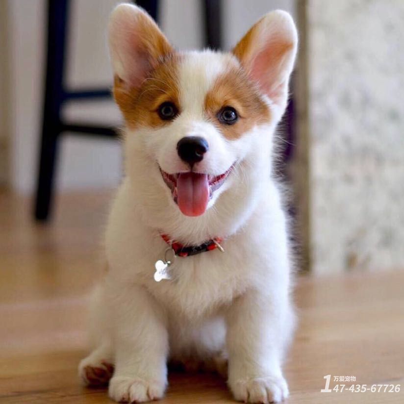柯基犬随地大小便