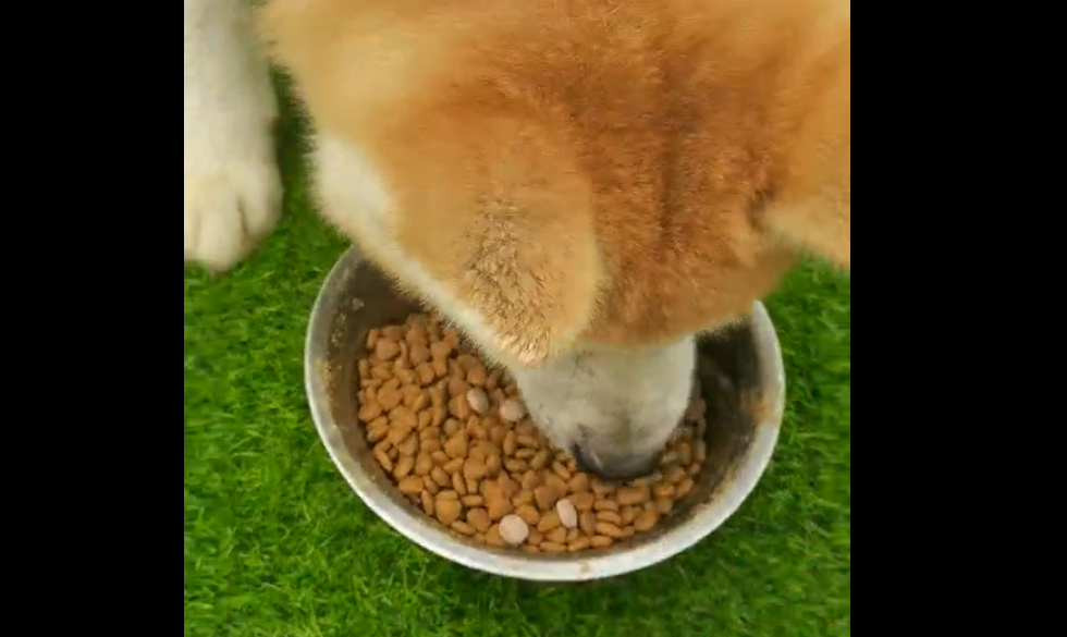 秋田犬狗狗问题