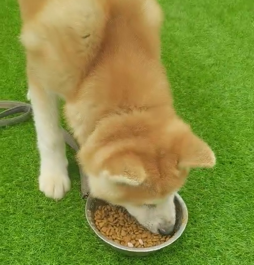 秋田犬护食&叫不回训练