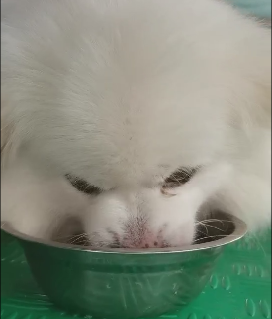 广州王小姐-串串护食咬人