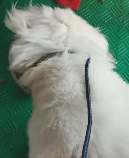 广州王小姐-串串护食咬人