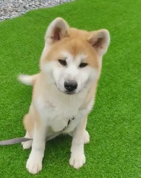 广州番禺李小姐-秋田犬护食叫不回应