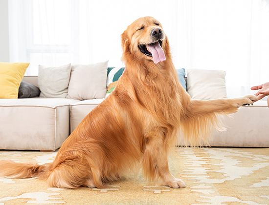 比特犬爱咬东西