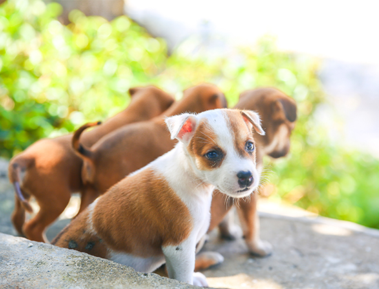 拉布拉多犬喜欢咬