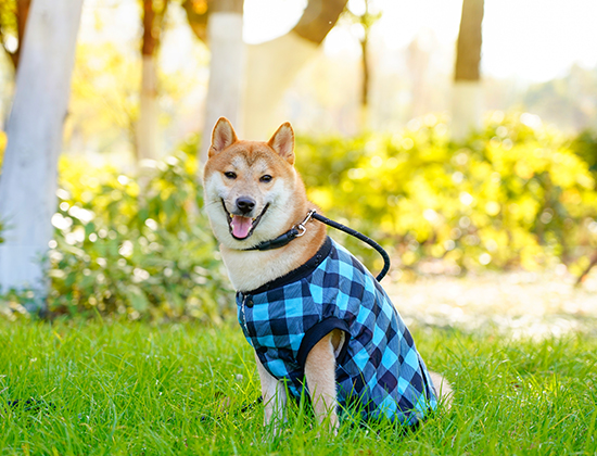 德国牧羊犬在家到处大小便