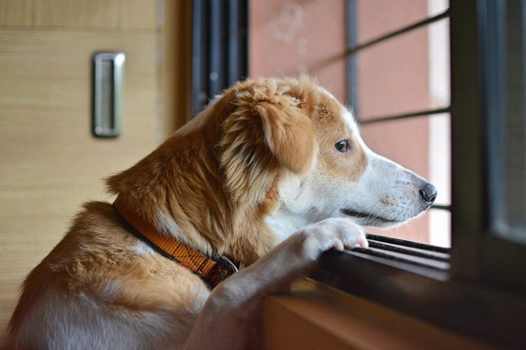 贵宾犬在家乱撒尿拉屎