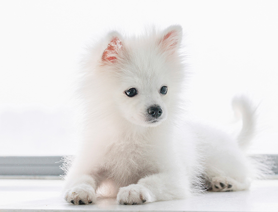 狼青犬乱咬东西