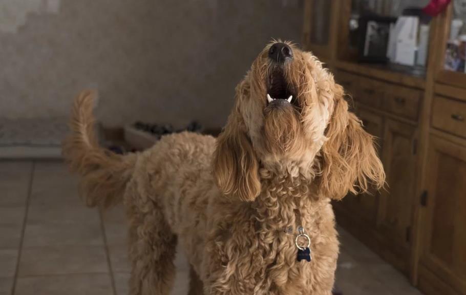 比特犬乱咬东西