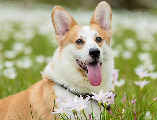比熊犬爱咬东西