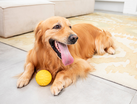 边境牧羊犬在家里到处大小便