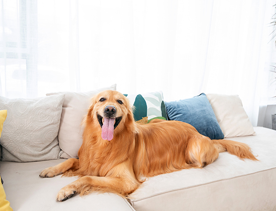 狼青犬爱乱叫