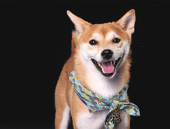 阿拉斯加犬老是乱吠