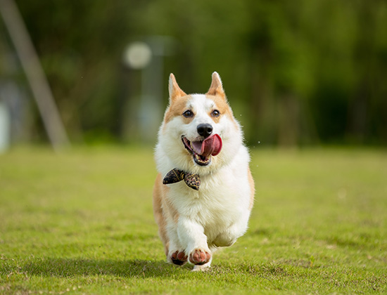 比熊犬喜欢咬