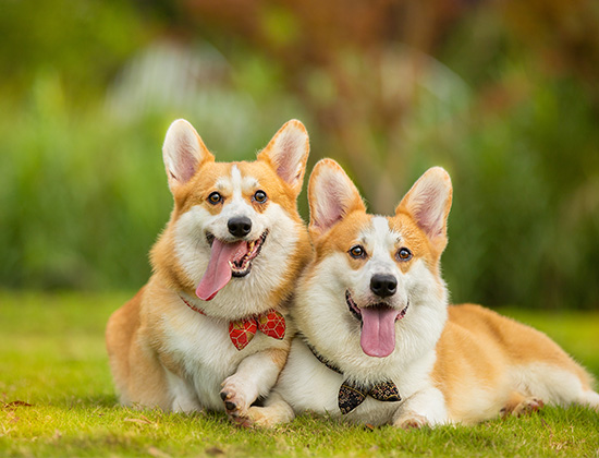 柴犬在家到处大小便