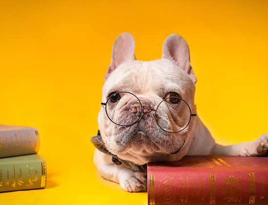 可卡犬在家乱拉乱尿
