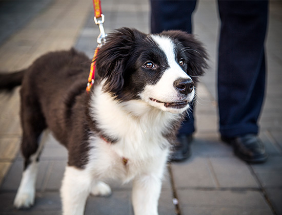 边境牧羊犬爱咬东西