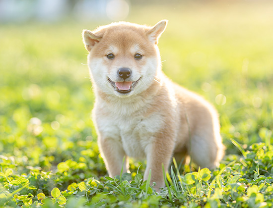 边境牧羊犬爱咬东西