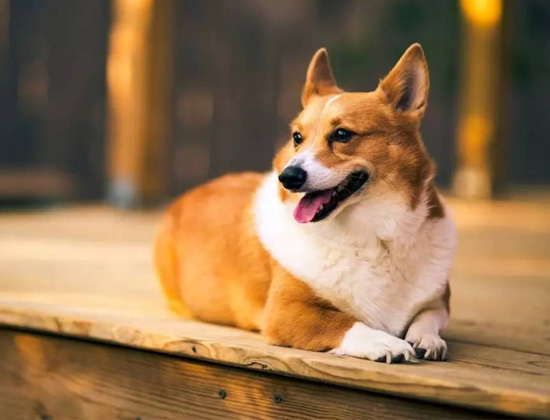 柴犬在家乱撒尿拉屎