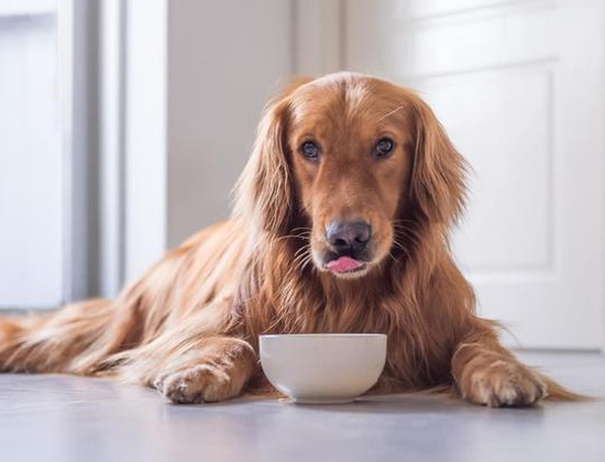 马犬易乱跳乱叫