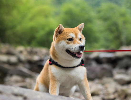 秋田犬见面扑人