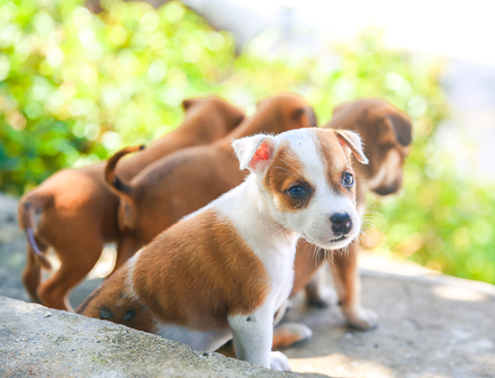 拉布拉多犬在家随地大便小便