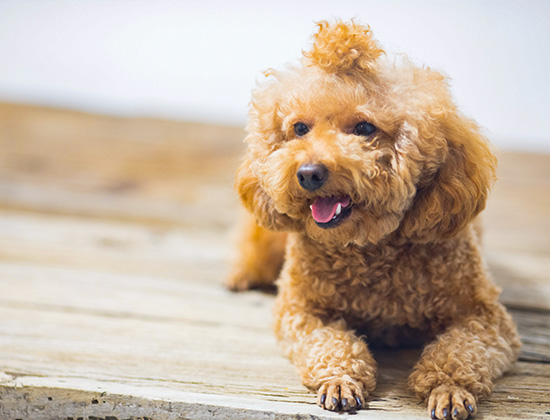 拉布拉多犬咬人