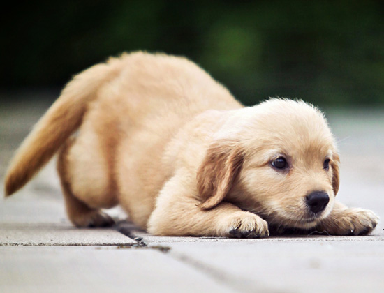 查理王犬吃食扑人