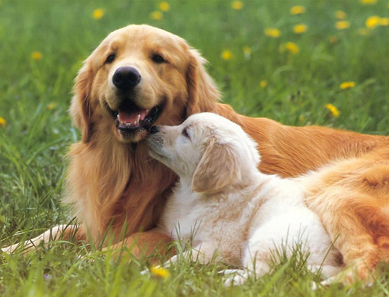 马犬总是扑人