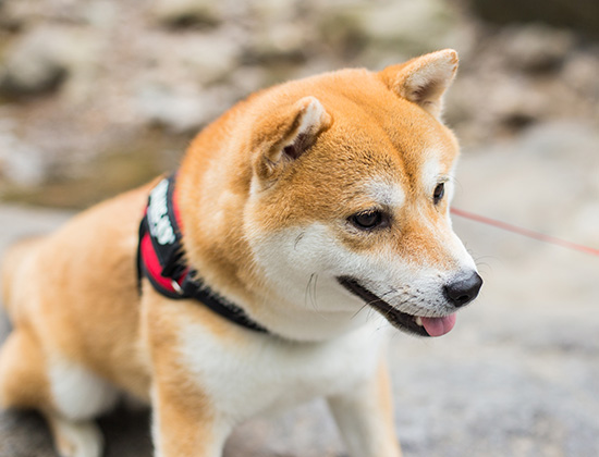 马犬在家到处大小便如何解决？