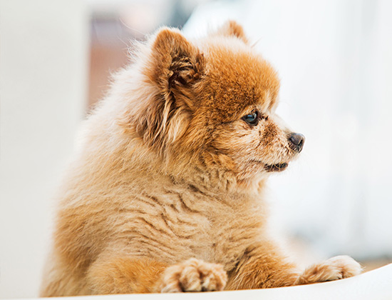 比熊犬扑人乱咬