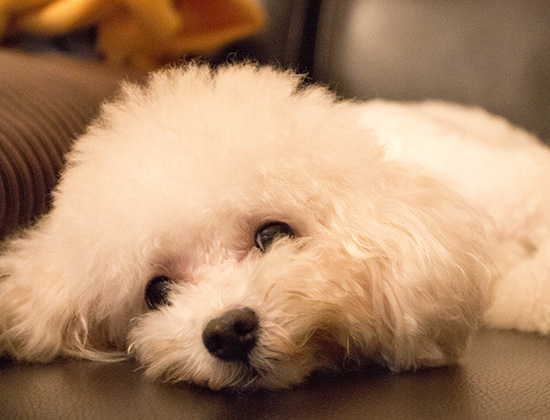 腊肠犬乱咬