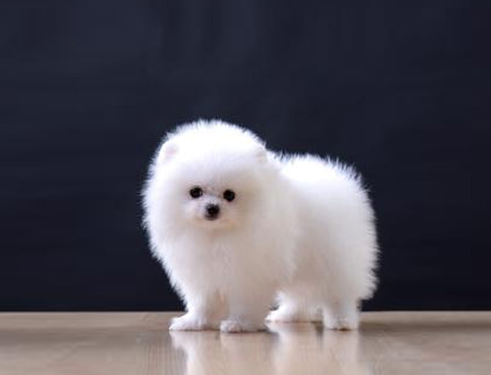 雪纳瑞狗见人就叫