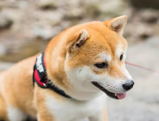 拉布拉多犬见面扑人