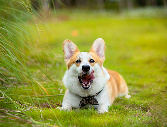 狼青犬随地小便大便