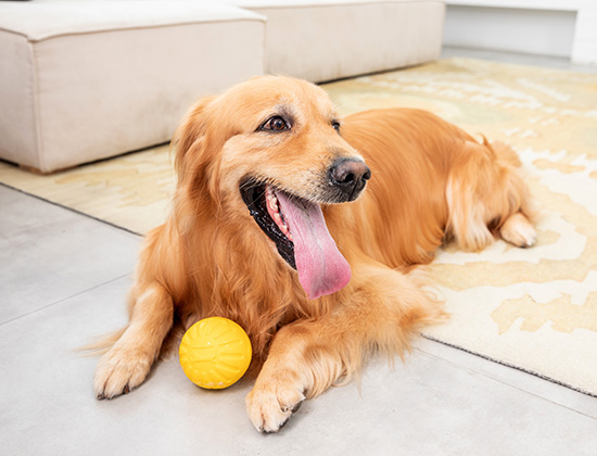 柴犬在家里随地大小便