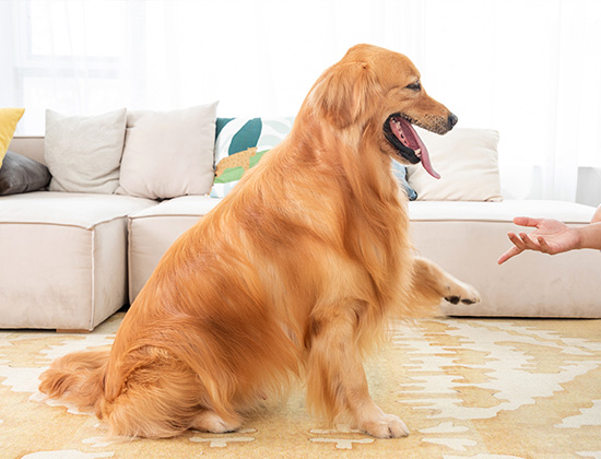 查理王犬在家乱撒尿拉屎