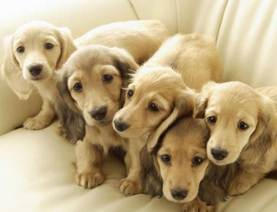 蝴蝶犬在家乱拉屎乱撒尿