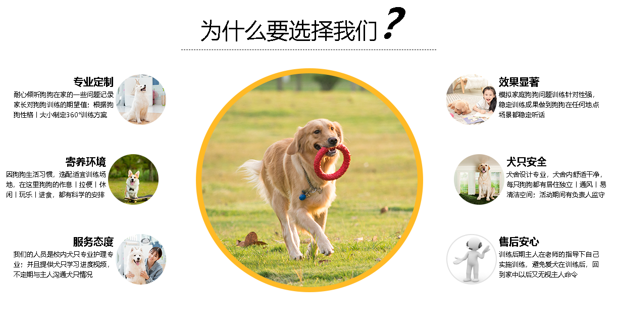 如何训练萨摩耶不护食