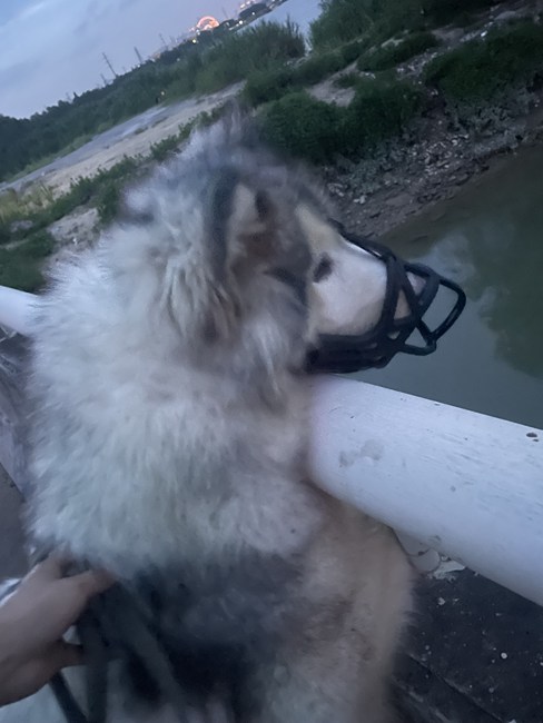 阿拉斯加大小便训练