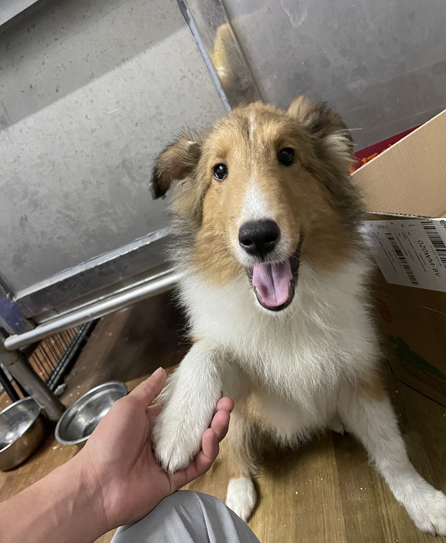 狗狗随地大小便